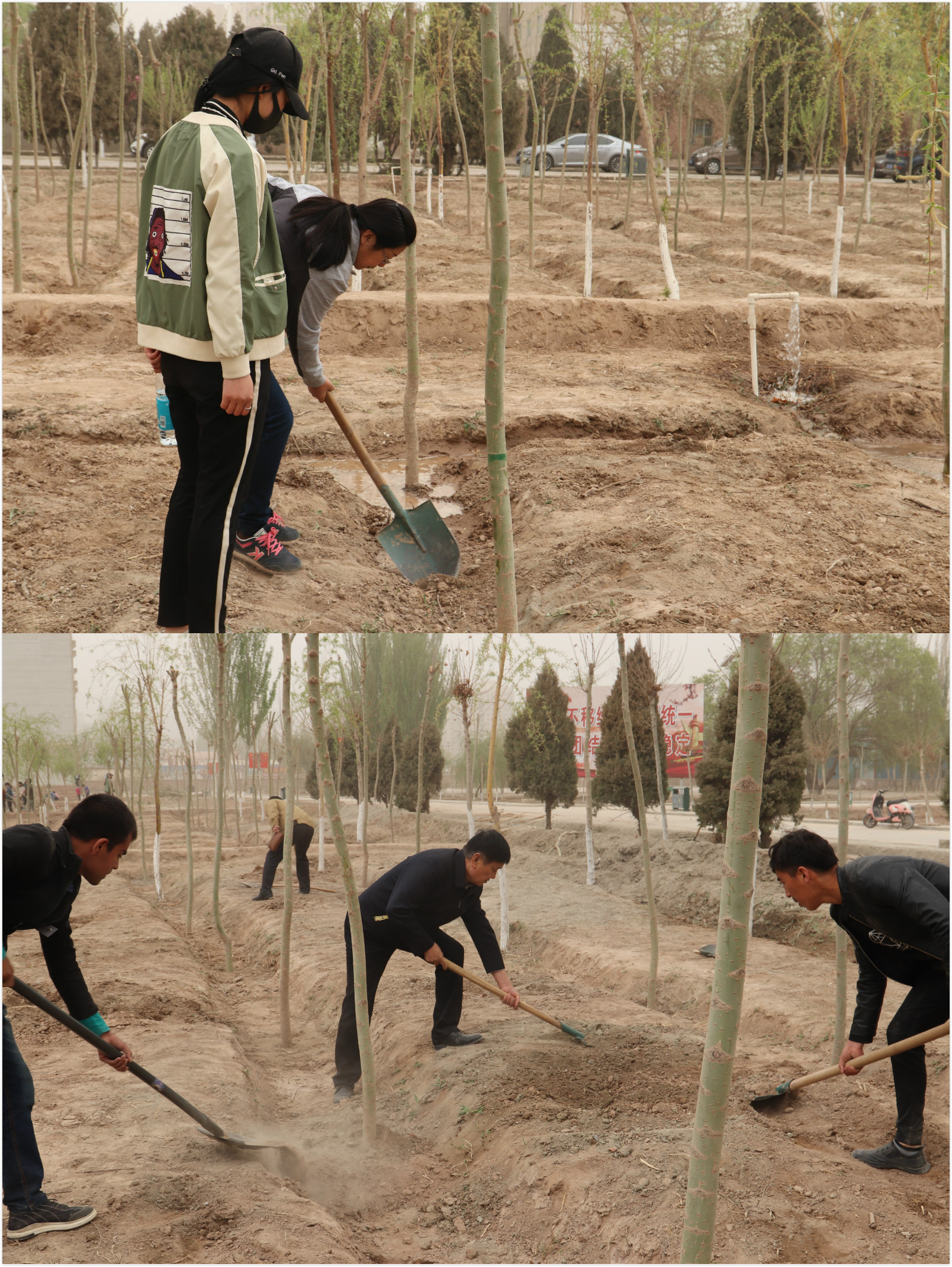 传承绿色希望 共建美丽阿克苏——阿克苏职业技术学院开展春季义务植树大会战